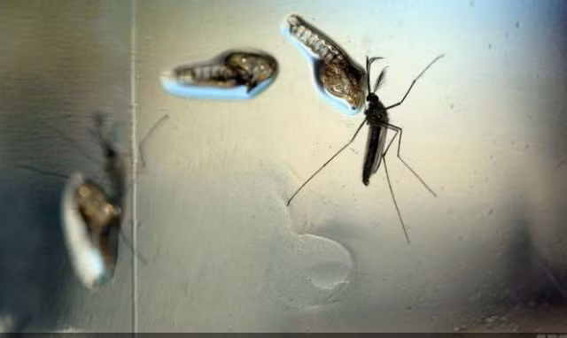 Virus zika lây truyền qua muỗi đốt