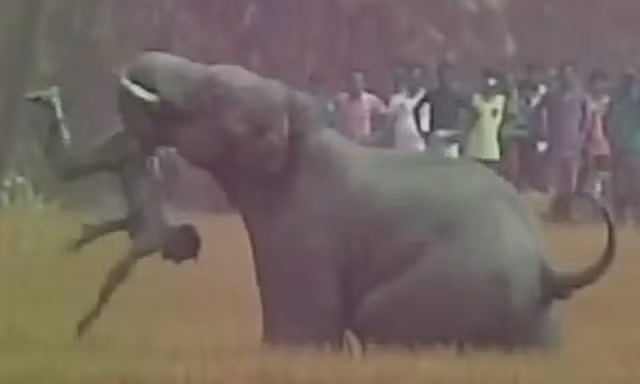Con voi hoang điên cuồng quật chết người ở làng Bhatar, Tây Bengal, Ấn Độ.