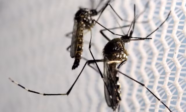 Virus Zika lây truyền chủ yếu do muỗi đốt 