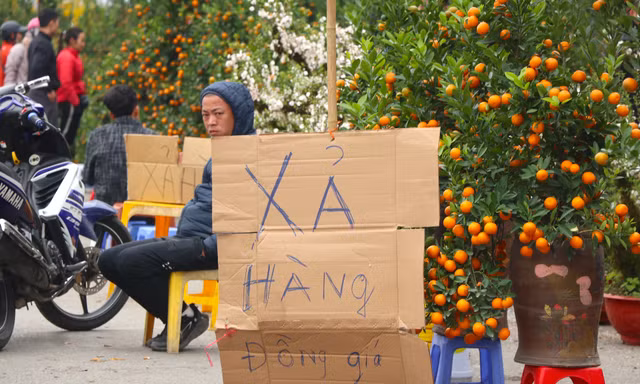 Mới 28 Tết đào quất đã 'đổ' ra đường, chỉ 80.000 đồng/cây