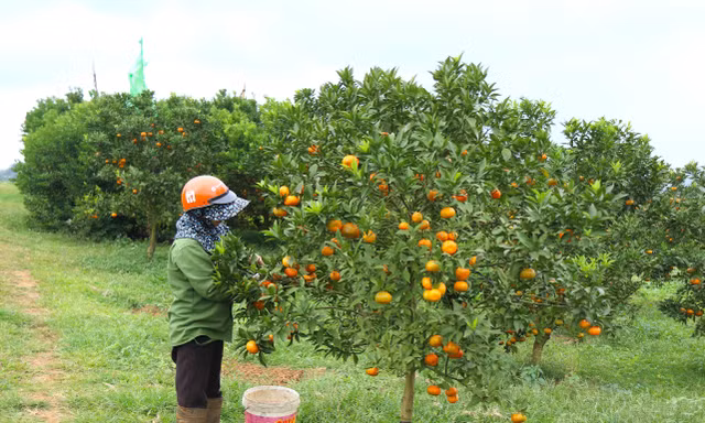 Xuất khẩu rau quả đạt kỷ lục 7,2 tỷ USD