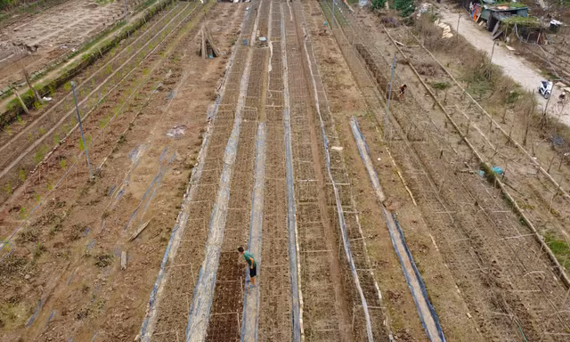 Những cánh đồng hoa 'biến mất' giữa mùa đẹp nhất Hà Nội 