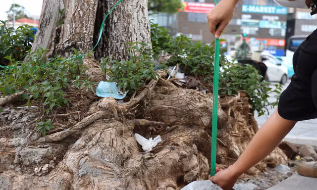 Trồi cả gốc rễ, hàng loạt cây xanh nguy cơ gãy đổ sau khi cải tạo vỉa hè