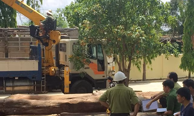 Lực lượng chức năng kiểm tra khu vực chứa gỗ của trùm Phượng "râu"