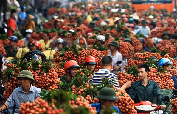 Dự báo vải, nhãn năm 2018 sẽ được mùa lớn