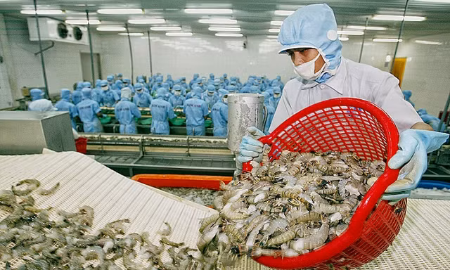 Xuất khẩu tôm vào Mỹ có tính hiệu tích cực khi thuế chống bán phá giá tôm giảm