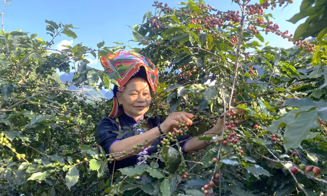 Nông dân tất bật chuẩn bị cho lễ hội cà phê lần đầu tiên ở Sơn La