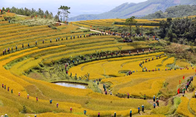 Những thửa ruộng bậc thang vàng óng ở Hòa Bình