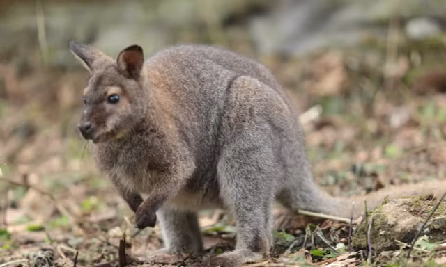 Cận cảnh 4 cá thể chuột túi mới chuyển từ Cao Bằng về Lào Cai