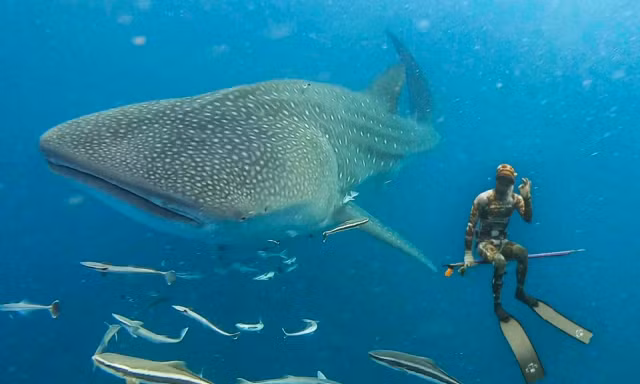 Tôi lặn cùng loài cá lớn nhất hành tinh tại đảo Thổ Chu