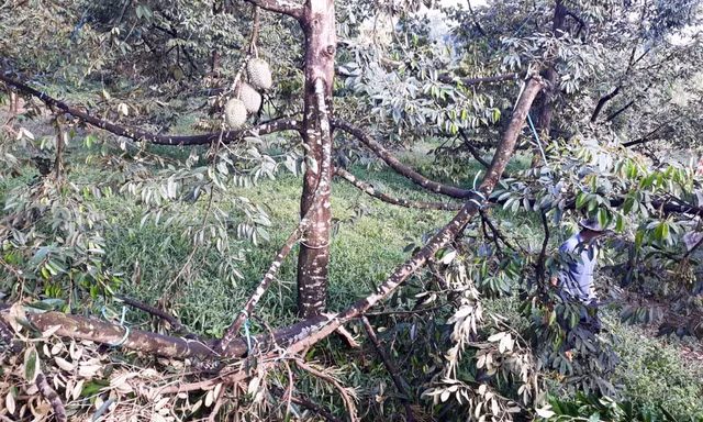 Lốc xoáy quât đổ cây sầu riêng