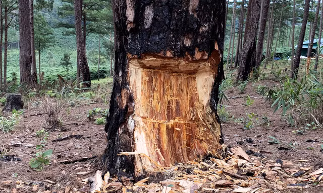 Cây thông cổ thụ bị lóc thịt cho chết dần