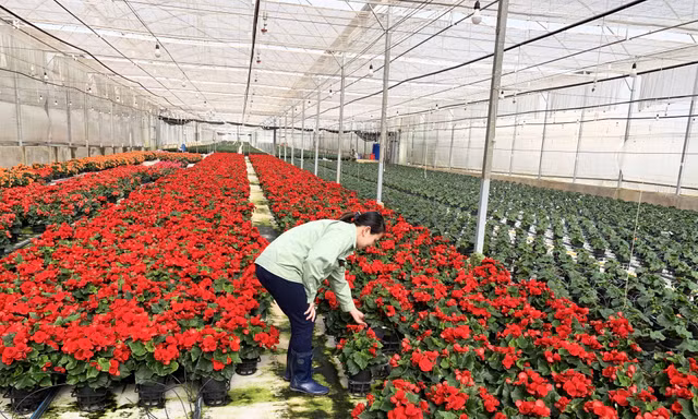 Nhiều nhà kính trồng hoa thô sơ, ngập lụt vào mùa mưa