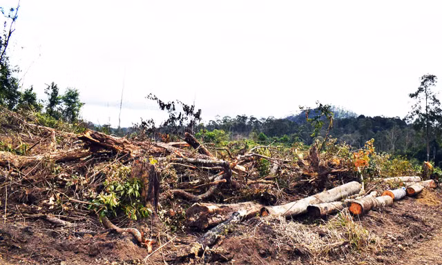 Rừng bị cưa hạ ngổn ngang