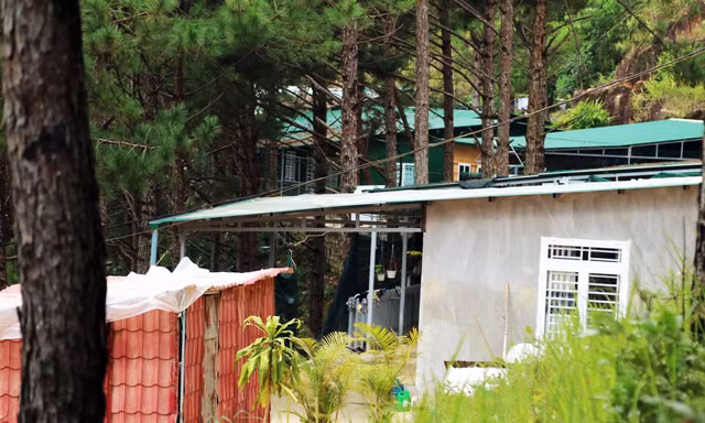 Dãy nhà không phép "mọc" giữ rừng thông