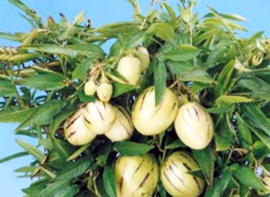Người dân Đà Lạt đổ xô đặt mua hoa, quả độc lạ chơi Tết