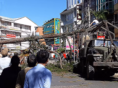 Cây thông ngã đổ vắt ngang đường Bùi Thị Xuân