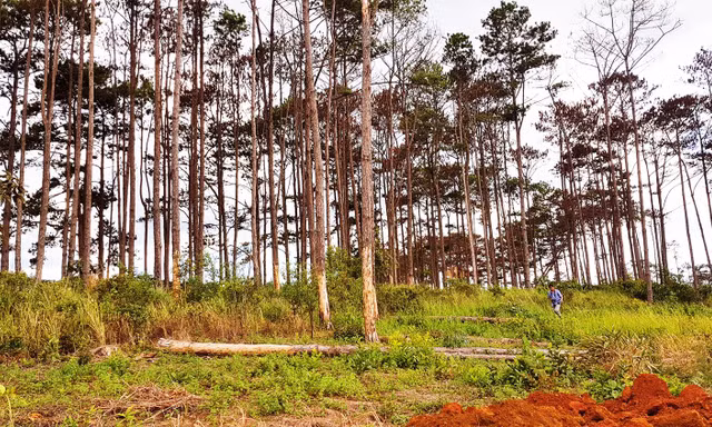 Rừng thông bị đầu độc chết khô
