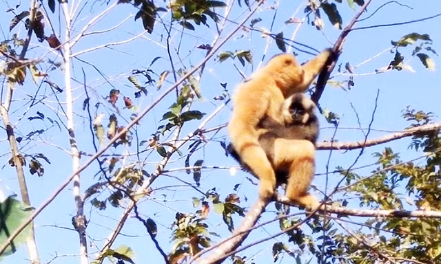 vượn đen má hung bị sát hại