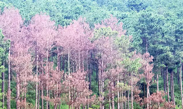 Rừng thông bị đầu độc chết đừng