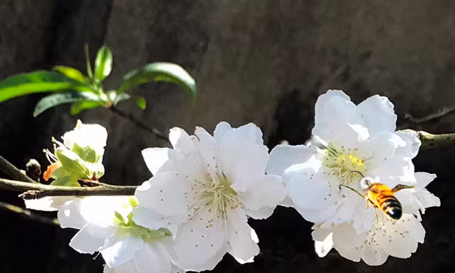 Hương thơm của đào tuyết thu hút ong bướm