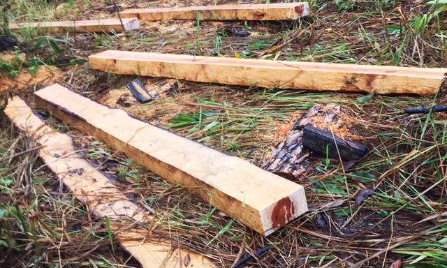 Xẻ gỗ ngay giữa rừng