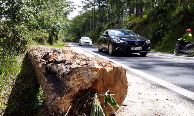 Cây thông cổ thụ rỗng ruột vừa bị cưa hạ