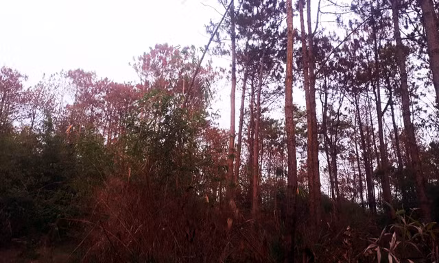 Cả cánh rừng xanh tốt đã chuyển sang màu đỏ và đang chết dần