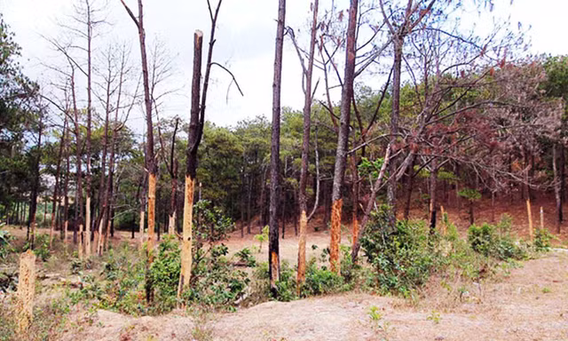 Một dự án để xảy ra phá rừng nghiêm trọng bị Thanh tra Chính phủ đề xuất thu hồi.