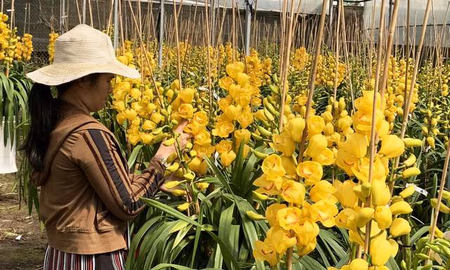 Địa lan Đà lạt đang độ đẹp nhất