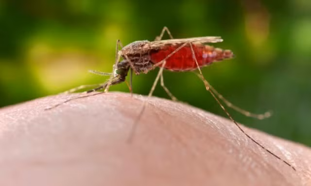 Đức quốc xã có kế hoạch thả muỗi Anopheles từ máy bay. Ảnh: CDC.