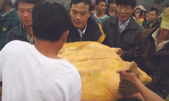 Thả rùa quý hiếm nặng hơn 80kg về đại dương