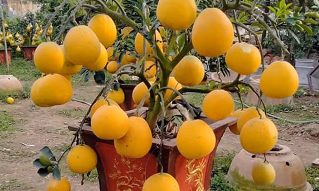 Chăm sóc bưởi cảnh sau tết thế nào để năm sau quả sai trĩu trịt