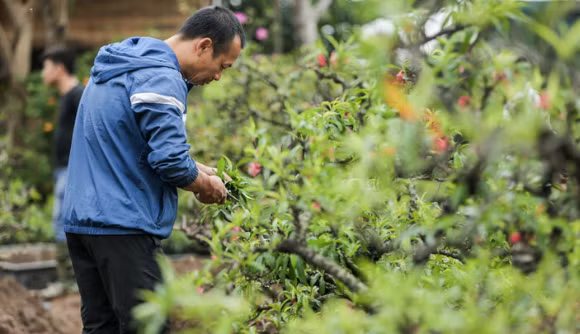 Cách trồng cây đào sau Tết không khó nhưng đòi hỏi sự tỉ mỉ, đúng kỹ thuật