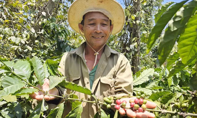Thủ phủ cà phê vẫn chưa hết lo dù giá tăng đột biến 
