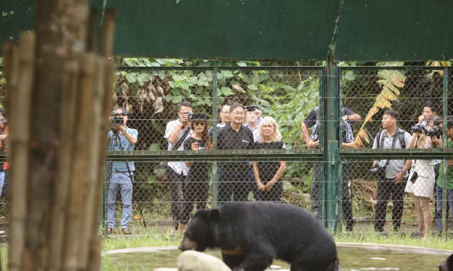Sẽ có thêm trung tâm cứu hộ gấu quy mô lớn 