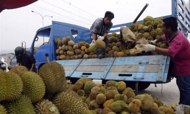 Xuất khẩu sầu riêng chính ngạch sang Trung Quốc: Vừa mới mừng đã phải lo 
