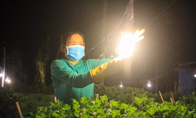 Kỹ thuật ép 'Cúc' không ngủ ở thủ phủ hoa tết Quảng Ngãi