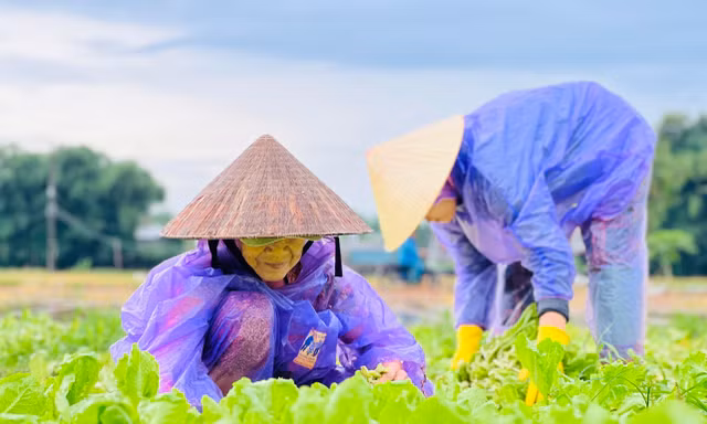 Mưa lớn kéo dài, nông dân Quảng Ngãi dầm mình dưới mưa vớt vát nông sản