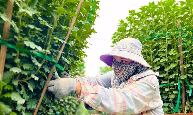 Hàng trăm nghìn chậu hoa cúc Tết ở Quảng Ngãi chưa nở đã được mua sạch tại vườn