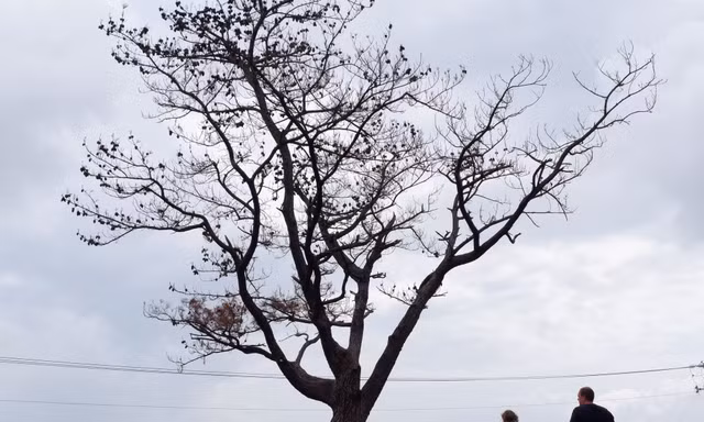 Cây thông 'cô đơn' nổi tiếng trên đèo Hải Vân chết khô