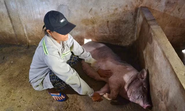 Lợn chết hàng loạt sau khi tiêm vắc xin ở Quảng Ngãi, cơ quan thú y nhận định gì?