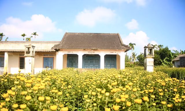 Thủ phủ hoa cúc 'nhuộm vàng' làng quê trong những ngày giáp Tết