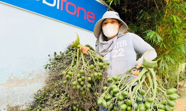 Giá cau tươi tăng mạnh, vì sao nông dân 'đứng ngồi không yên'?