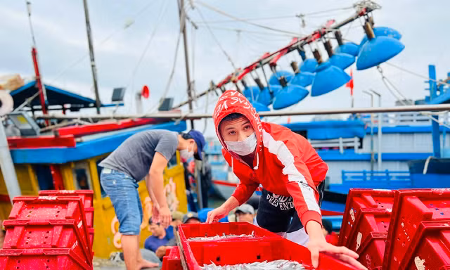 Một đêm ra khơi ngư dân Quảng Ngãi sắm được... 1 chỉ vàng