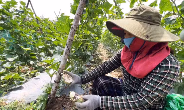 Đàn khỉ hoang quậy phá khiến người dân Quảng Ngãi mất ăn mất ngủ