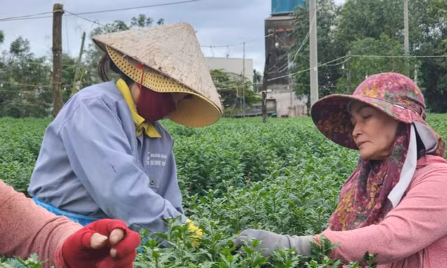 Vắng khách mua, 'thủ phủ' hoa cúc miền Trung đứng ngồi không yên