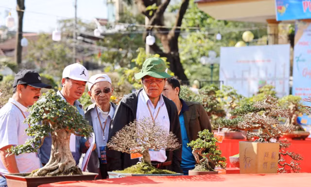 Dàn bonsai độc lạ, giá lên đến 500 triệu đồng ở Quảng Ngãi