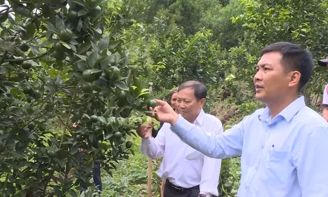 Quảng Ngãi giảm nghèo ấn tượng, từ 9% xuống 2,5%