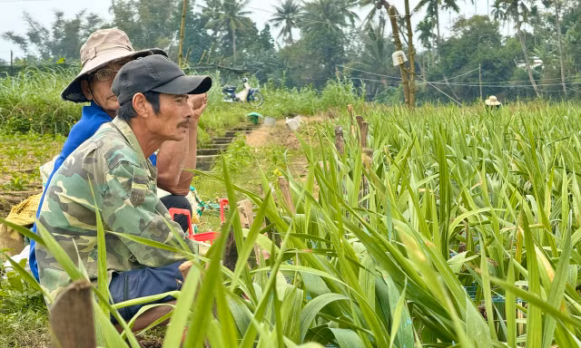 Giáp Tết, hoa chết hàng loạt, nông dân Quảng Ngãi nguy cơ trắng tay